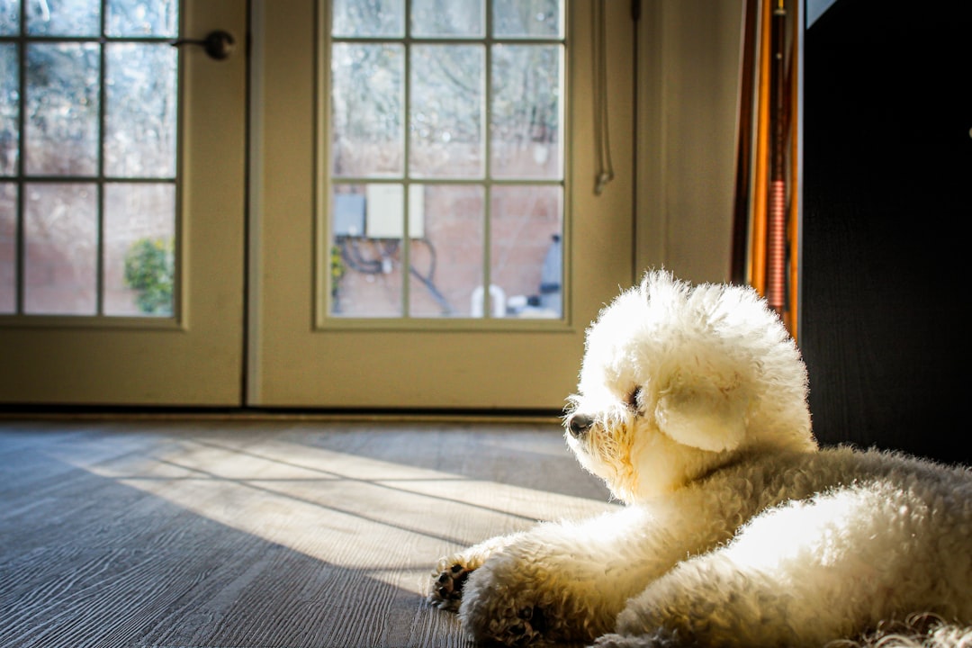 A fluffy dog basks in sunlight by the door.