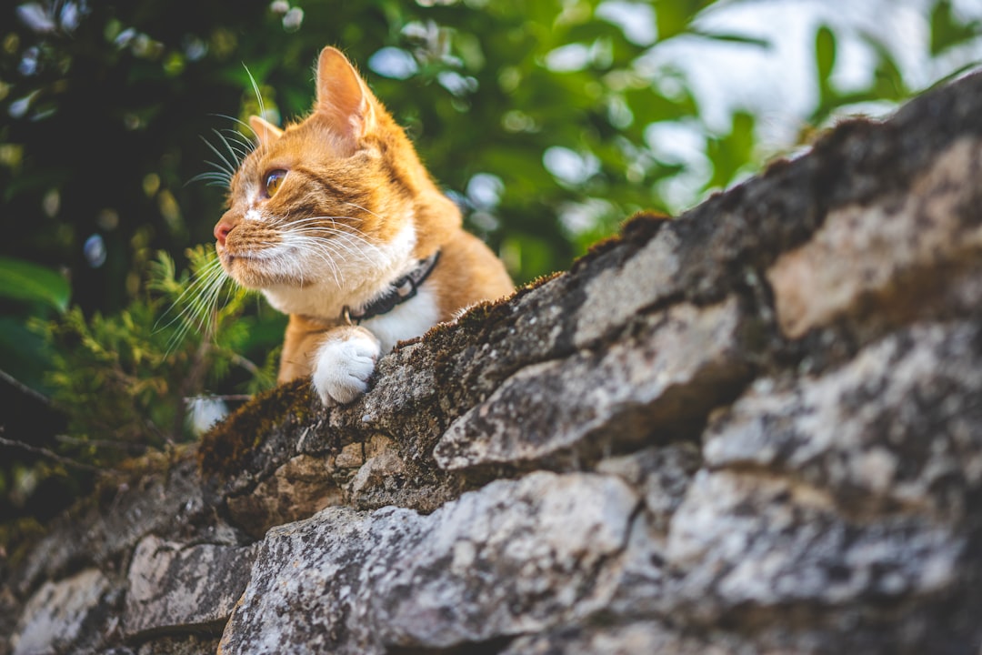 Orange and white tabby cat outdoors on a grey rock