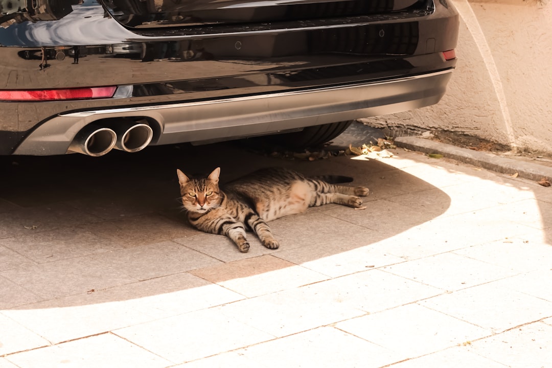 A tabby cat rests under a car's exhaust pipes.