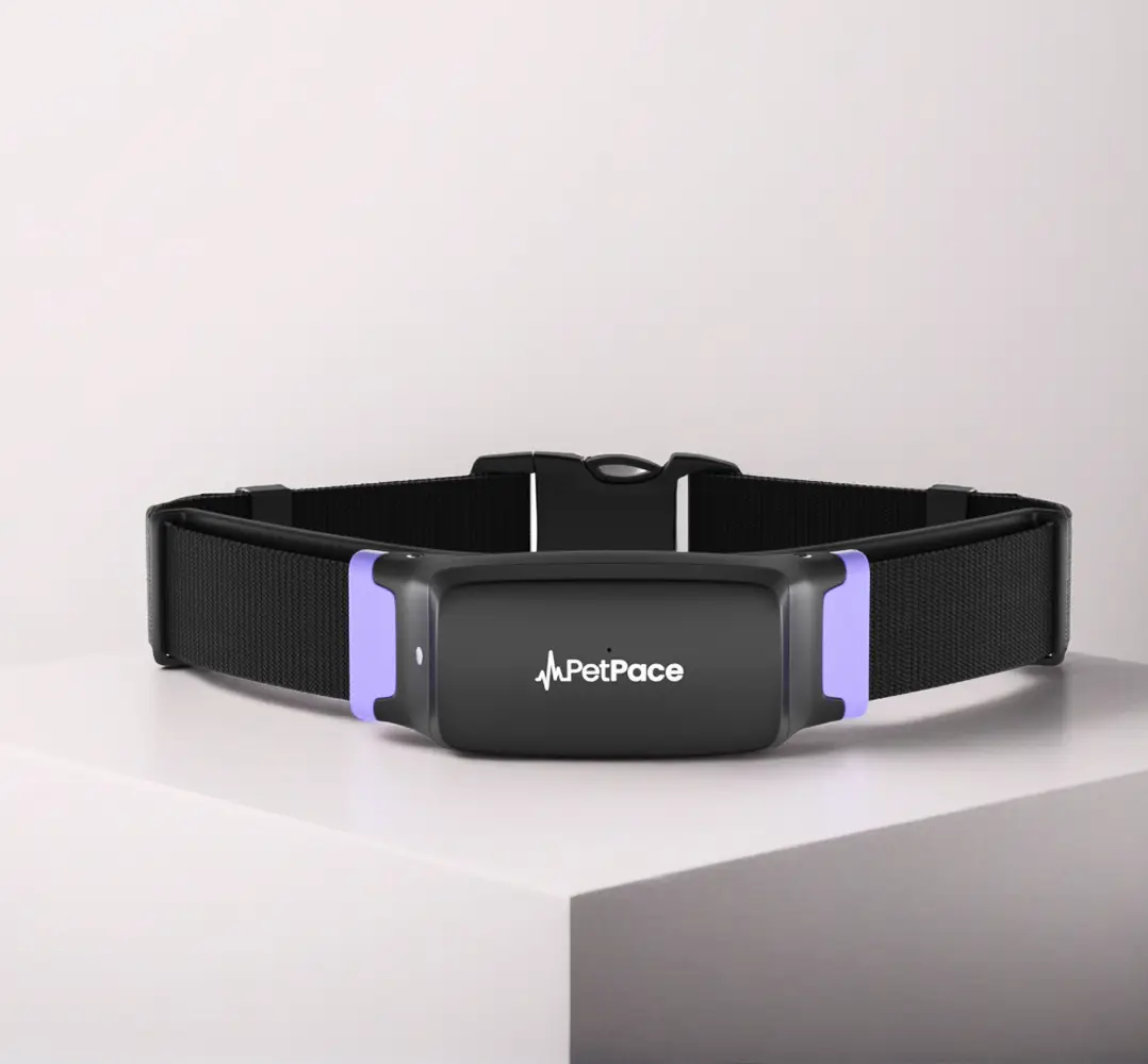 PetPace Health 2.0 smart health collar for senior dogs