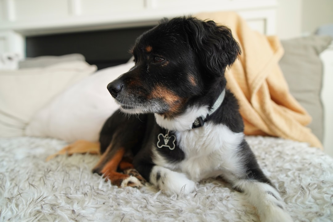 A relaxed dog resting at home, the kind of everyday activity a pet fitness tracker measures