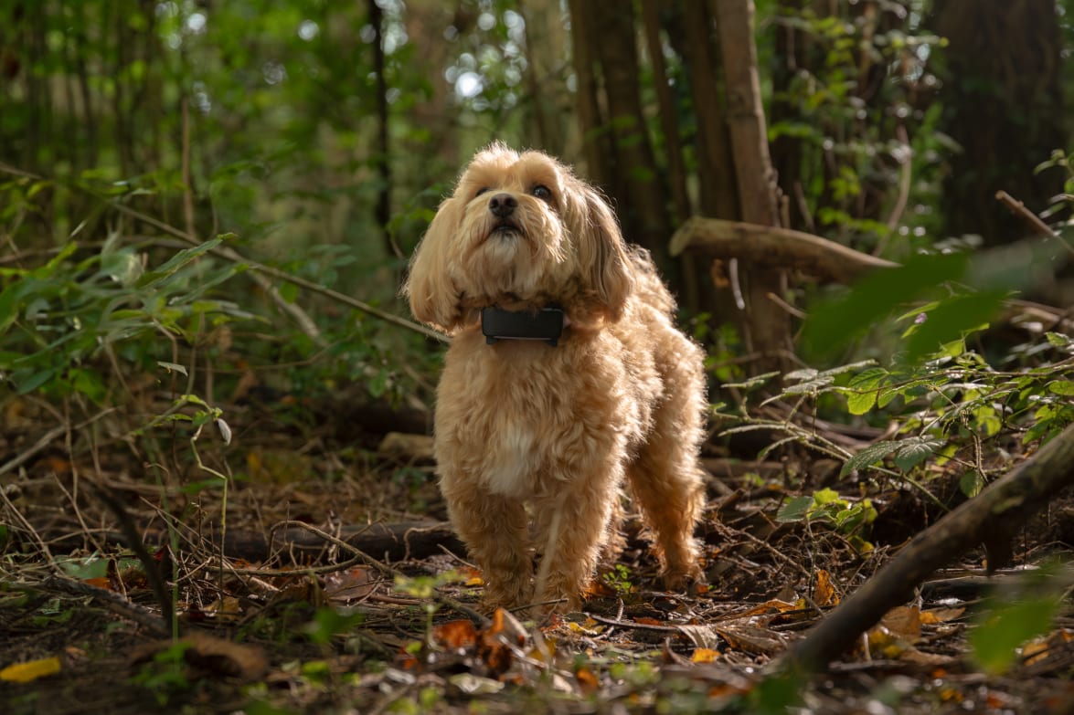 Tractive GPS Dog clip-on tracker with activity and health monitoring